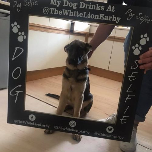A selfie frame for dogs
