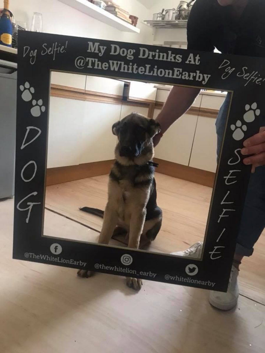 A selfie frame for dogs