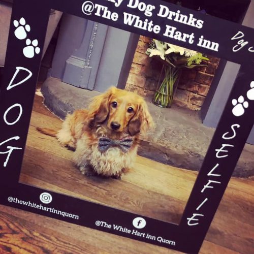 A selfie frame for dogs