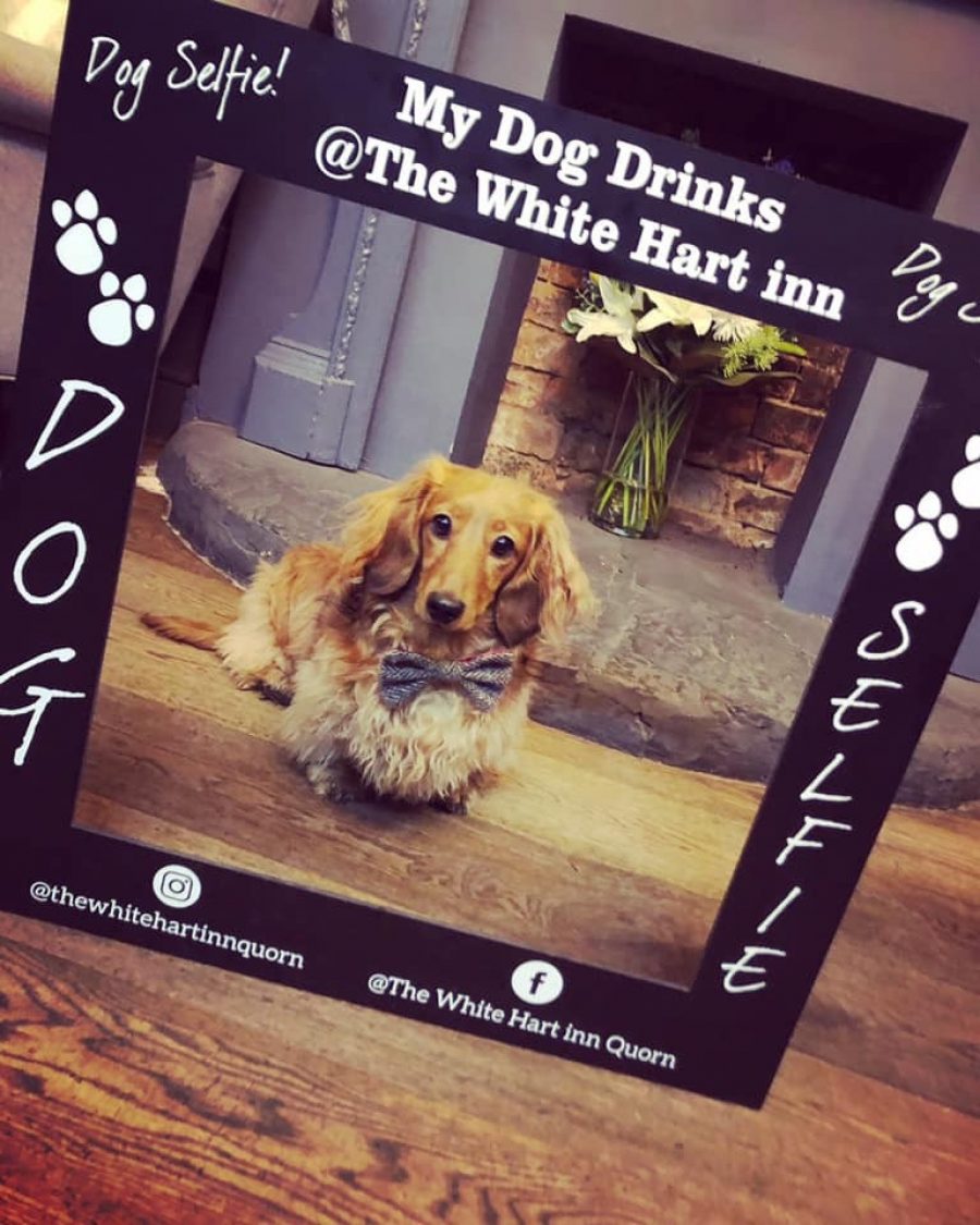 A selfie frame for dogs
