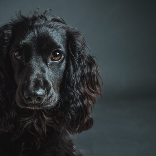 A black spaniel dog