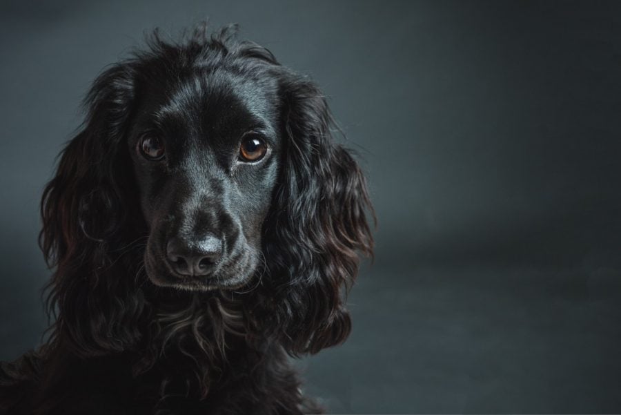 A black spaniel dog